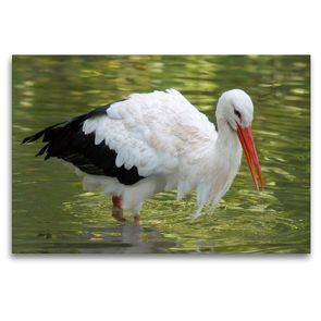 Premium Textil-Leinwand 120 x 80 cm Quer-Format Weißstorch beim Fischen | Wandbild, HD-Bild auf Keilrahmen, Fertigbild auf hochwertigem Vlies, Leinwanddruck von kattobello