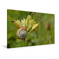 Premium Textil-Leinwand 120 x 80 cm Quer-Format Westliche Heideschnecke (Helicella itala) auf Samenstand der Schlüsselblume | Wandbild, HD-Bild auf Keilrahmen, Fertigbild auf hochwertigem Vlies, Leinwanddruck von Christine Schmutzler-Schaub von Schmutzler-Schaub,  Christine