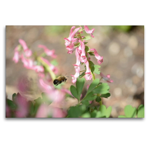 Premium Textil-Leinwand 120 x 80 cm Quer-Format Wildbienen. Die Pelzbiene am Lerchensporn | Wandbild, HD-Bild auf Keilrahmen, Fertigbild auf hochwertigem Vlies, Leinwanddruck von Anja Frost