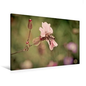 Premium Textil-Leinwand 120 x 80 cm Quer-Format Wilde Biene besucht die wilde Malve | Wandbild, HD-Bild auf Keilrahmen, Fertigbild auf hochwertigem Vlies, Leinwanddruck von Marianne Drews von Drews,  Marianne