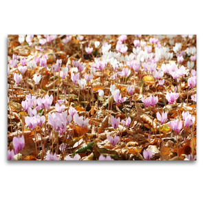 Premium Textil-Leinwand 120 x 80 cm Quer-Format Wilde Zyclamen | Wandbild, HD-Bild auf Keilrahmen, Fertigbild auf hochwertigem Vlies, Leinwanddruck von Gisela Kruse