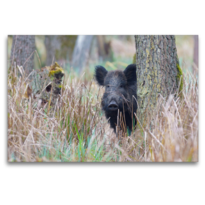 Premium Textil-Leinwand 120 x 80 cm Quer-Format Wildschwein in heimischer Natur | Wandbild, HD-Bild auf Keilrahmen, Fertigbild auf hochwertigem Vlies, Leinwanddruck von Michael Breuer