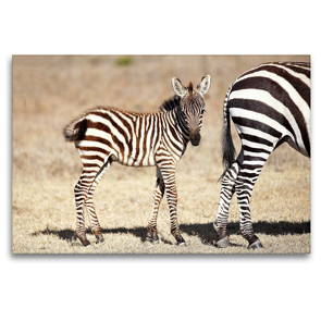 Premium Textil-Leinwand 120 x 80 cm Quer-Format Zebrababy | Wandbild, HD-Bild auf Keilrahmen, Fertigbild auf hochwertigem Vlies, Leinwanddruck von Michael und Yvonne Herzog