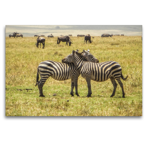 Premium Textil-Leinwand 120 x 80 cm Quer-Format Zebras in Kenia | Wandbild, HD-Bild auf Keilrahmen, Fertigbild auf hochwertigem Vlies, Leinwanddruck von Michael Zech Fotografie