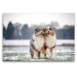 Premium Textil-Leinwand 120 x 80 cm Quer-Format Australian Shepherds haben Spaß beim spielen zu zweit | Wandbild, HD-Bild auf Keilrahmen, Fertigbild auf hochwertigem Vlies, Leinwanddruck von Annett Mirsberger