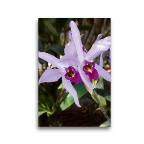 Premium Textil-Leinwand 30 x 45 cm Hoch-Format Cattleya percivaliana | Wandbild, HD-Bild auf Keilrahmen, Fertigbild auf hochwertigem Vlies, Leinwanddruck von Veronika Rix