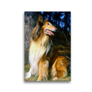 Premium Textil-Leinwand 30 x 45 cm Hoch-Format Colli, Schottischer Schäferhund | Wandbild, HD-Bild auf Keilrahmen, Fertigbild auf hochwertigem Vlies, Leinwanddruck von Lothar Reupert