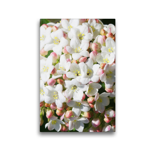 Premium Textil-Leinwand 30 x 45 cm Hoch-Format Duftschneeball, Viburnum carlesii | Wandbild, HD-Bild auf Keilrahmen, Fertigbild auf hochwertigem Vlies, Leinwanddruck von Gisela Kruse