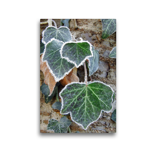Premium Textil-Leinwand 30 x 45 cm Hoch-Format Efeu mit Raureif | Wandbild, HD-Bild auf Keilrahmen, Fertigbild auf hochwertigem Vlies, Leinwanddruck von Sabine Löwer