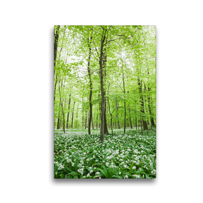 Premium Textil-Leinwand 30 x 45 cm Hoch-Format Eifel – Glücklicher Bärlauchwald | Wandbild, HD-Bild auf Keilrahmen, Fertigbild auf hochwertigem Vlies, Leinwanddruck von N N