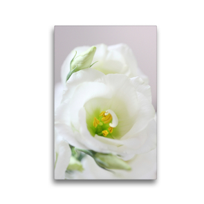 Premium Textil-Leinwand 30 x 45 cm Hoch-Format Eustoma oder Lisianthus | Wandbild, HD-Bild auf Keilrahmen, Fertigbild auf hochwertigem Vlies, Leinwanddruck von Gisela Kruse