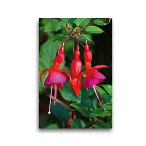 Premium Textil-Leinwand 30 x 45 cm Hoch-Format Fuchsie (Fuchsia) | Wandbild, HD-Bild auf Keilrahmen, Fertigbild auf hochwertigem Vlies, Leinwanddruck von kattobello