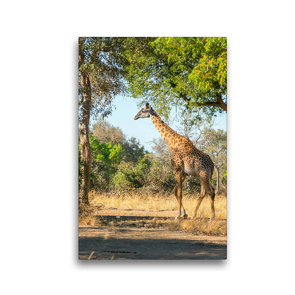 Premium Textil-Leinwand 30 x 45 cm Hoch-Format Giraffe | Wandbild, HD-Bild auf Keilrahmen, Fertigbild auf hochwertigem Vlies, Leinwanddruck von Bruno Pohl