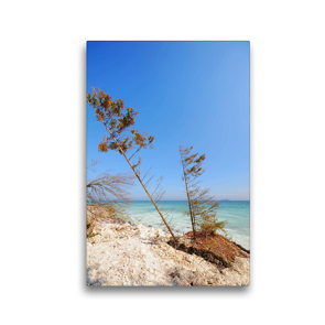 Premium Textil-Leinwand 30 x 45 cm Hoch-Format Insel Rürgen mit abgerutschen Kreidefelsen. Kiefer in der Ostsee | Wandbild, HD-Bild auf Keilrahmen, Fertigbild auf hochwertigem Vlies, Leinwanddruck von Anja Frost