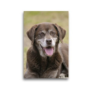 Premium Textil-Leinwand 30 x 45 cm Hoch-Format Labrador Kurzhaar Mix Attila, 14 Jahre | Wandbild, HD-Bild auf Keilrahmen, Fertigbild auf hochwertigem Vlies, Leinwanddruck von Peter Faber