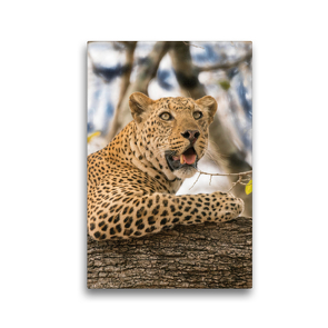 Premium Textil-Leinwand 30 x 45 cm Hoch-Format Leopard | Wandbild, HD-Bild auf Keilrahmen, Fertigbild auf hochwertigem Vlies, Leinwanddruck von Bruno Pohl