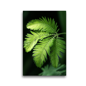 Premium Textil-Leinwand 30 x 45 cm Hoch-Format Mimosa pudica, Schamhafte Sinnpflanze | Wandbild, HD-Bild auf Keilrahmen, Fertigbild auf hochwertigem Vlies, Leinwanddruck von Gisela Kruse