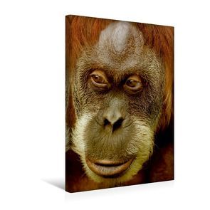 Premium Textil-Leinwand 30 x 45 cm Hoch-Format Orang Utan Porträt | Wandbild, HD-Bild auf Keilrahmen, Fertigbild auf hochwertigem Vlies, Leinwanddruck von Heike Hultsch von Hultsch,  Heike