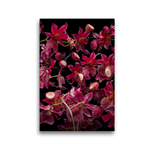 Premium Textil-Leinwand 30 x 45 cm Hoch-Format Orchidea rambutana | Wandbild, HD-Bild auf Keilrahmen, Fertigbild auf hochwertigem Vlies, Leinwanddruck von Olaf Bruhn