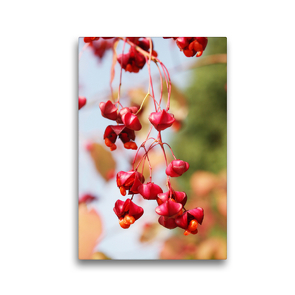 Premium Textil-Leinwand 30 x 45 cm Hoch-Format Pfaffenhütchen, Euonymus europaeus | Wandbild, HD-Bild auf Keilrahmen, Fertigbild auf hochwertigem Vlies, Leinwanddruck von Gisela Kruse