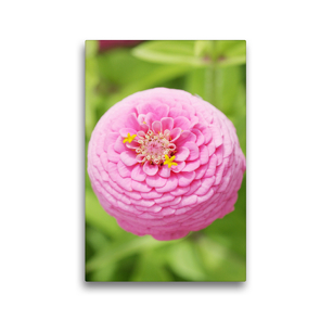 Premium Textil-Leinwand 30 x 45 cm Hoch-Format Rosa Zinnie | Wandbild, HD-Bild auf Keilrahmen, Fertigbild auf hochwertigem Vlies, Leinwanddruck von Gisela Kruse