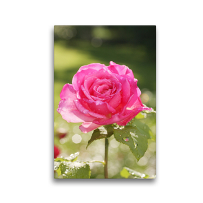 Premium Textil-Leinwand 30 x 45 cm Hoch-Format Rose ‚Duftrausch‘ nach dem Regen | Wandbild, HD-Bild auf Keilrahmen, Fertigbild auf hochwertigem Vlies, Leinwanddruck von Gisela Kruse