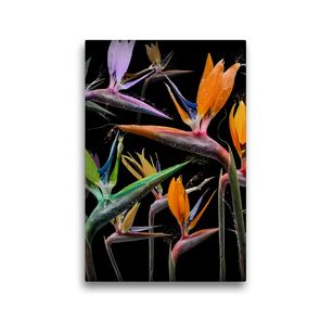 Premium Textil-Leinwand 30 x 45 cm Hoch-Format Strelitzia pastinaca | Wandbild, HD-Bild auf Keilrahmen, Fertigbild auf hochwertigem Vlies, Leinwanddruck von Olaf Bruhn