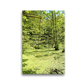 Premium Textil-Leinwand 30 x 45 cm Hoch-Format Sumpf im Nationalpark Jasmund auf Rügen | Wandbild, HD-Bild auf Keilrahmen, Fertigbild auf hochwertigem Vlies, Leinwanddruck von Anja Frost