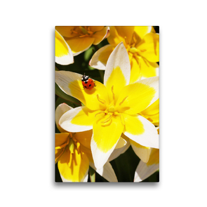 Premium Textil-Leinwand 30 x 45 cm Hoch-Format Tulipa tarda mit Marienkäfer | Wandbild, HD-Bild auf Keilrahmen, Fertigbild auf hochwertigem Vlies, Leinwanddruck von Gisela Kruse