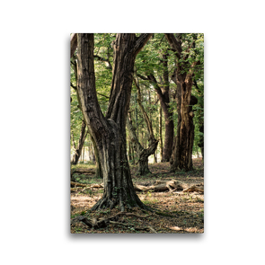 Premium Textil-Leinwand 30 x 45 cm Hoch-Format Walderlebnispfad, Bad Bentheim | Wandbild, HD-Bild auf Keilrahmen, Fertigbild auf hochwertigem Vlies, Leinwanddruck von Michael Bücker