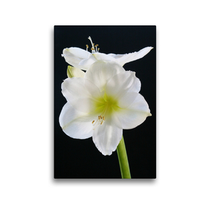 Premium Textil-Leinwand 30 x 45 cm Hoch-Format Weiße Amaryllis vor schwarzem Hintergrund | Wandbild, HD-Bild auf Keilrahmen, Fertigbild auf hochwertigem Vlies, Leinwanddruck von Gisela Kruse