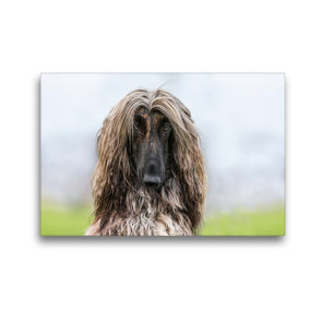 Premium Textil-Leinwand 45 x 30 cm Quer-Format Afghanen-Portrait | Wandbild, HD-Bild auf Keilrahmen, Fertigbild auf hochwertigem Vlies, Leinwanddruck von Annett Mirsberger tierpfoto.de