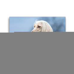 Premium Textil-Leinwand 45 x 30 cm Quer-Format Afghanen-Rüde im Profil | Wandbild, HD-Bild auf Keilrahmen, Fertigbild auf hochwertigem Vlies, Leinwanddruck von Annett Mirsberger tierpfoto.de