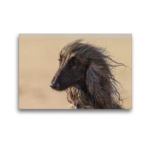 Premium Textil-Leinwand 45 x 30 cm Quer-Format Afghanischer Windhund im Seitenprofil | Wandbild, HD-Bild auf Keilrahmen, Fertigbild auf hochwertigem Vlies, Leinwanddruck von Annett Mirsberger tierpfoto.de