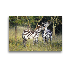 Premium Textil-Leinwand 45 x 30 cm Quer-Format Zebras | Wandbild, HD-Bild auf Keilrahmen, Fertigbild auf hochwertigem Vlies, Leinwanddruck von Flori0