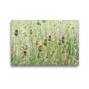 Premium Textil-Leinwand 45 x 30 cm Quer-Format Allium sphaerocephalon | Wandbild, HD-Bild auf Keilrahmen, Fertigbild auf hochwertigem Vlies, Leinwanddruck von Gisela Kruse