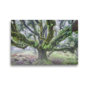 Premium Textil-Leinwand 45 x 30 cm Quer-Format Alter Lorbeerbaum im Nebel | Wandbild, HD-Bild auf Keilrahmen, Fertigbild auf hochwertigem Vlies, Leinwanddruck von Juergen Schonnop