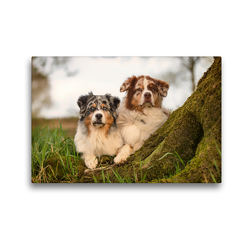 Premium Textil-Leinwand 45 x 30 cm Quer-Format Australian Shepherds Paul und Maex | Wandbild, HD-Bild auf Keilrahmen, Fertigbild auf hochwertigem Vlies, Leinwanddruck von Annett Mirsberger