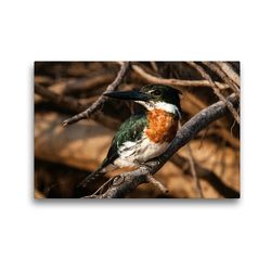 Premium Textil-Leinwand 45 x 30 cm Quer-Format Amazonasfischer, Chloroceryle amazona | Wandbild, HD-Bild auf Keilrahmen, Fertigbild auf hochwertigem Vlies, Leinwanddruck von Jürgen Wöhlke