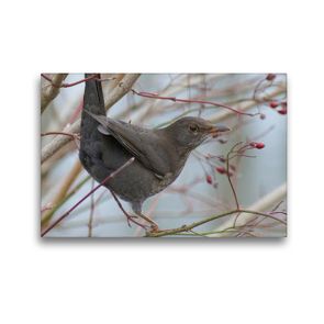 Premium Textil-Leinwand 45 x 30 cm Quer-Format Amsel (Turdus merula) | Wandbild, HD-Bild auf Keilrahmen, Fertigbild auf hochwertigem Vlies, Leinwanddruck von kattobello