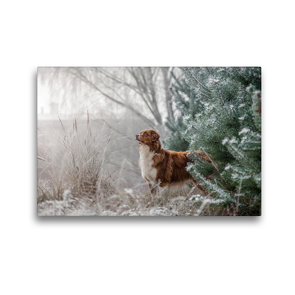 Premium Textil-Leinwand 45 x 30 cm Quer-Format Australian Shepherd in frostiger Winterlandschaft | Wandbild, HD-Bild auf Keilrahmen, Fertigbild auf hochwertigem Vlies, Leinwanddruck von Annett Mirsberger www.tierpfoto.de