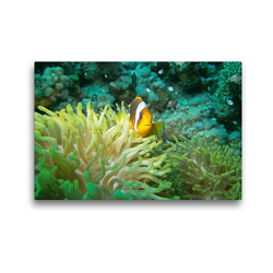 Premium Textil-Leinwand 45 x 30 cm Quer-Format Anemonenfisch | Wandbild, HD-Bild auf Keilrahmen, Fertigbild auf hochwertigem Vlies, Leinwanddruck von Janita Webeler