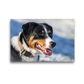 Premium Textil-Leinwand 45 x 30 cm Quer-Format Appenzeller Sennenhund | Wandbild, HD-Bild auf Keilrahmen, Fertigbild auf hochwertigem Vlies, Leinwanddruck von SchnelleWelten