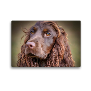 Premium Textil-Leinwand 45 x 30 cm Quer-Format Arroganter Cocker Spaniel | Wandbild, HD-Bild auf Keilrahmen, Fertigbild auf hochwertigem Vlies, Leinwanddruck von wuffclick-pic