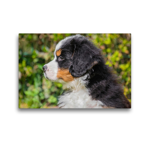 Premium Textil-Leinwand 45 x 30 cm Quer-Format Auch er wird einmal ein großer Bär | Wandbild, HD-Bild auf Keilrahmen, Fertigbild auf hochwertigem Vlies, Leinwanddruck von Sigrid Starick