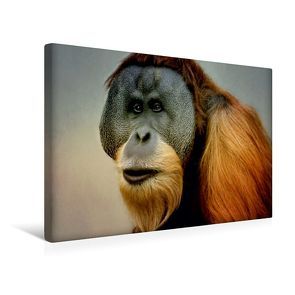 Premium Textil-Leinwand 45 x 30 cm Quer-Format Aufmerksamer Orang Utan | Wandbild, HD-Bild auf Keilrahmen, Fertigbild auf hochwertigem Vlies, Leinwanddruck von Heike Hultsch von Hultsch,  Heike