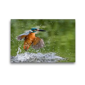 Premium Textil-Leinwand 45 x 30 cm Quer-Format Aus dem Wasser auftauchender Eisvogel | Wandbild, HD-Bild auf Keilrahmen, Fertigbild auf hochwertigem Vlies, Leinwanddruck von Wilfried Martin