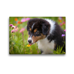 Premium Textil-Leinwand 45 x 30 cm Quer-Format Australian Shepherd Welpe leckt an einer Blüte | Wandbild, HD-Bild auf Keilrahmen, Fertigbild auf hochwertigem Vlies, Leinwanddruck von Annett Mirsberger www.tierpfoto.de
