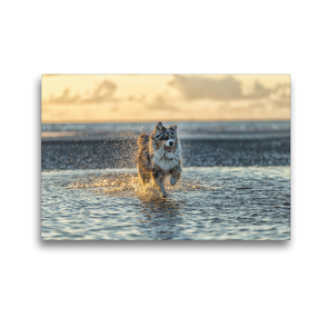 Premium Textil-Leinwand 45 x 30 cm Quer-Format Australian Shepherd badet in der Nordsee | Wandbild, HD-Bild auf Keilrahmen, Fertigbild auf hochwertigem Vlies, Leinwanddruck von Annett Mirsberger
