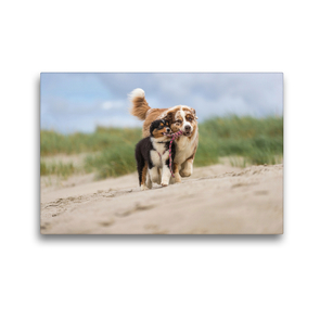 Premium Textil-Leinwand 45 x 30 cm Quer-Format Australian Shepherd spielt mit Aussiewelpe am Strand | Wandbild, HD-Bild auf Keilrahmen, Fertigbild auf hochwertigem Vlies, Leinwanddruck von Annett Mirsberger www.annettmirsberger.de